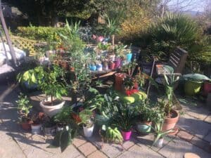 House Plants Re-potting